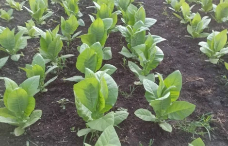 Продаж тютюнового листа