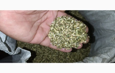 Продам хороший табак тютюн для сигарет 1 кг , махорку, самосад оптом( урожай 2024)Сновск, Чернигов