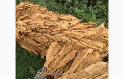 Продам крепкий табак  для  самокруток Венгерский, Берли ( Импорт)