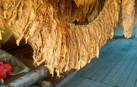 Куплю листья табака для самокруток