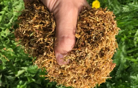 Продам табак Вірджінія, Берлі для самокруток 1 кг