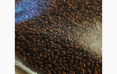 НАСІННЯ махорки / МАХОРКА насіння (50 грам)