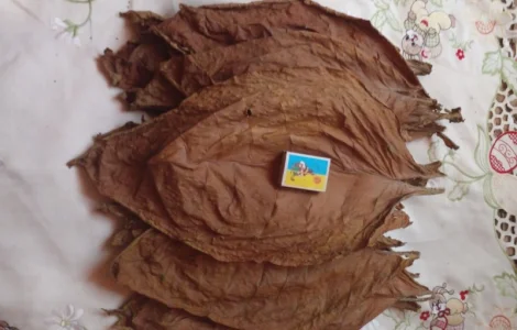 Продам тютюн хлопя і листя