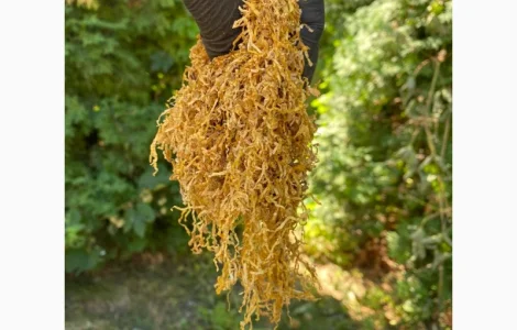 Тютюн  для самокруток ! Вірджинія Голд/ Золоте руно/Winston / Kapitan Blek/ Oriental /Marlboro