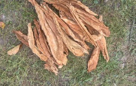 Продам лист табака не кондиція