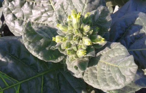 Продам зелену махорку для трубки