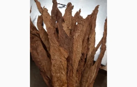 Продам оптом тютюн для трубки  сорту Берлі, Вірджинія (Імпорт, Італія). Тютюн з регіону Trieste, Italy