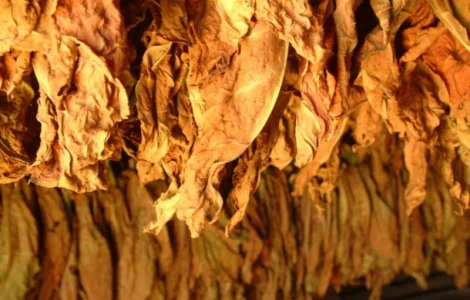 Огромный выбор Табака  для сигарет 1 кг  Вирджиния Голд, Берли, Мальборо, Честер, Кемел по приемлемым ценам