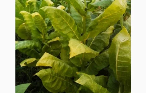 Крепкий табак Берли! , для самокруток  . Качество и крепость на высоте. Скидки и подарки