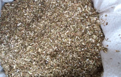 Тютюн махорка