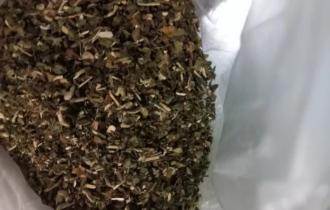 Махорка обычная самосад