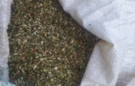 Продам махорку власного вирощування, для сигарет 1 кг