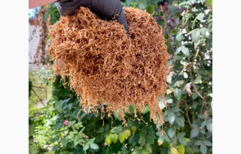 Продаємо тютюн високої якості для сигарет 1 кг