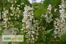 Акація цвіт продам