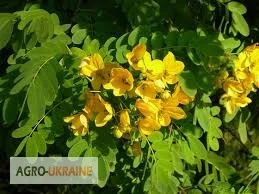 Купити сенна лист