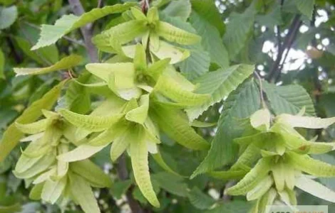 Колір граба настойка (Carpinus betulus)