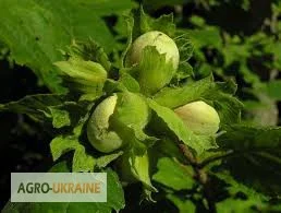 Ліщина