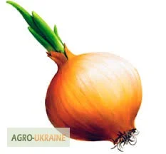 Лушпиння цибулі