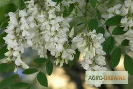 Акація