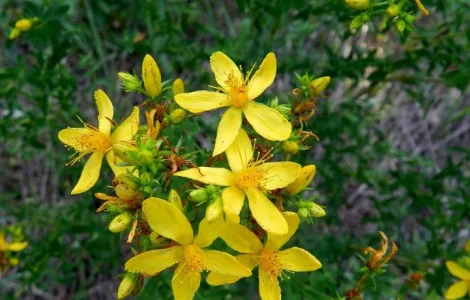 Зверобоя трава (Herba hyperici)
