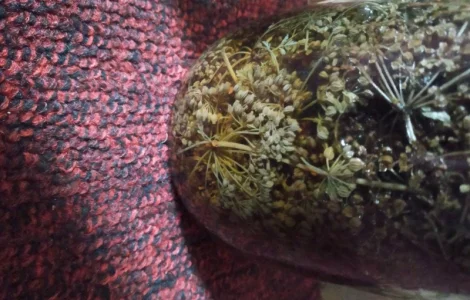 Настойка болиголова