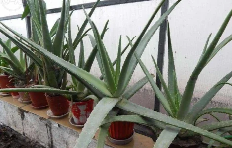 Продам алоє