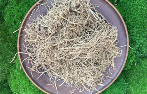 Корень валерианы