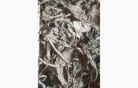 Продам лист подорожника