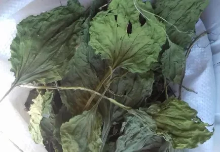 Куплю Подорожник сушеные листья