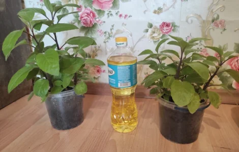 Джинура прокумбенс