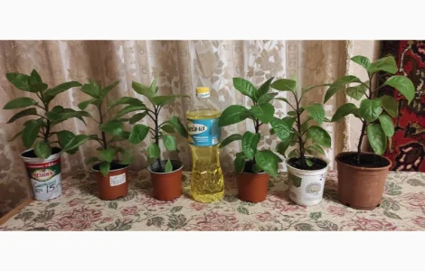Джинура растение для лечения