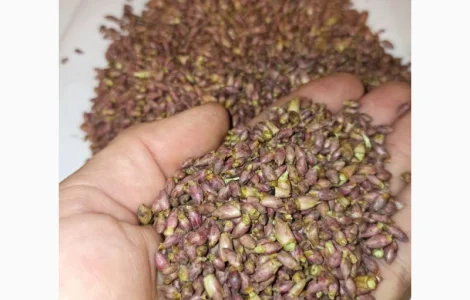 Продам почки черной смородины