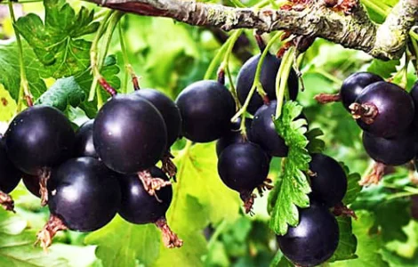 Йошта (саджанці)