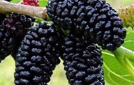 Шелковица (сеянец) (саженцы)