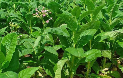 Махорка гарної якості