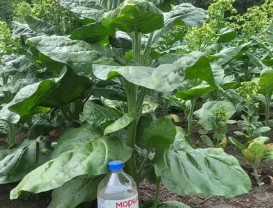 Насіння тютюну, махорки зеленої і жовтої.