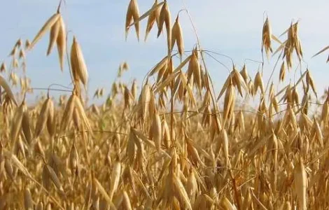 Продам зерно ОВЕС!!!