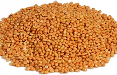 Семена просо Белая альтанка, 1 репродукция.