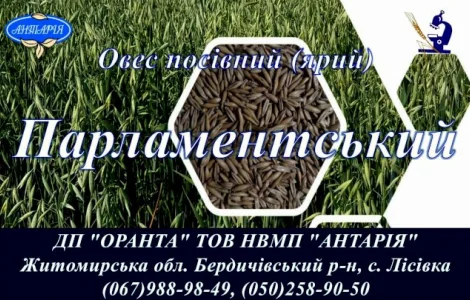 Семена овса Парламентский