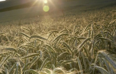 Жито КВС Требіано (1 млн насіння)