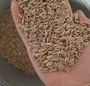 Жито не труєне 2025 року