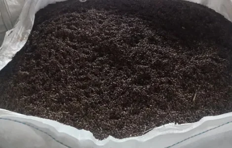 Продам семена гречки сорт Пенни