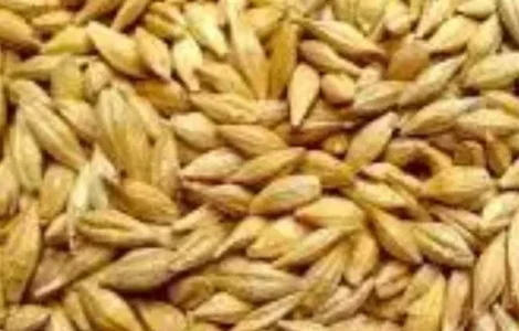 Продам ячмень озимый и яровой