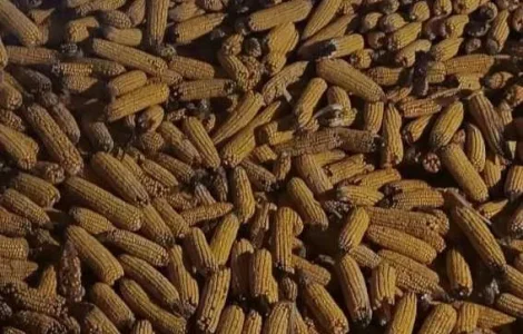 Продам кукурудзу у качані