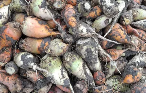 Свекла кормовая, морковь