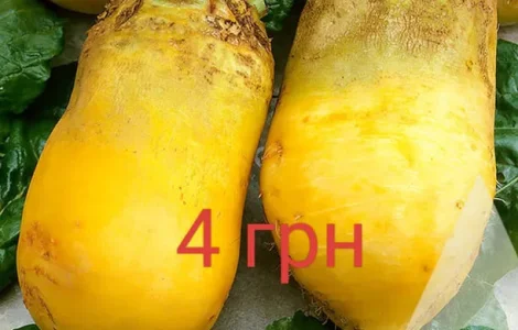 Продам кормовую свеклу, морковь, картофель и чеснок