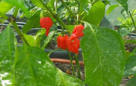 Острый перец Carolina Reaper