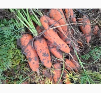 Продаємо Моркву на переробку Болівар