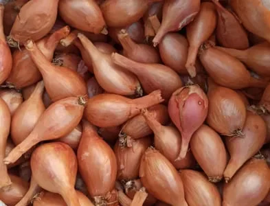 Кущівка лук, шалот