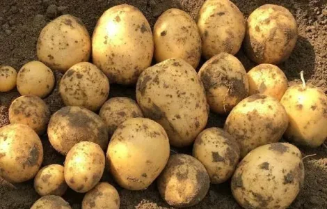 Ранняя картофель на посадку Констанс, кг